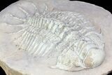 Large, Crotalocephalus Trilobite - Jorf, Morocco #80321-3